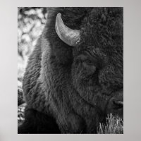 Moody Bison Buffalo Schwarz-weiß