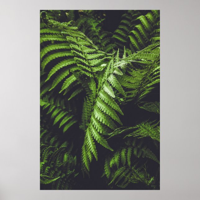 Moody Dark Green Fern Leaves Botanical Nature Poster (Vorne)