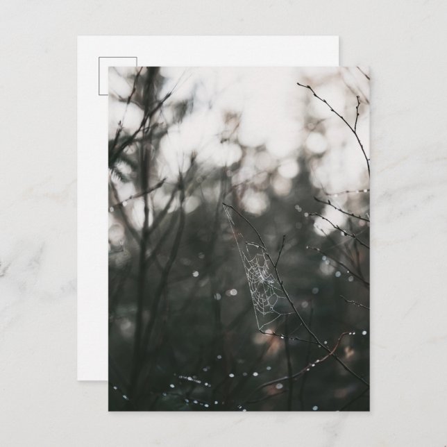 Moody Forest Dew Spider Web Postkarte (Vorne/Hinten)