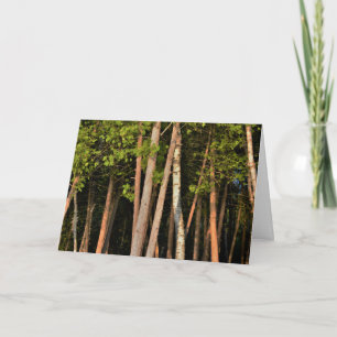 Moody Forest Trees Golden Hour Karte