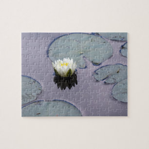 Moody Water Lily