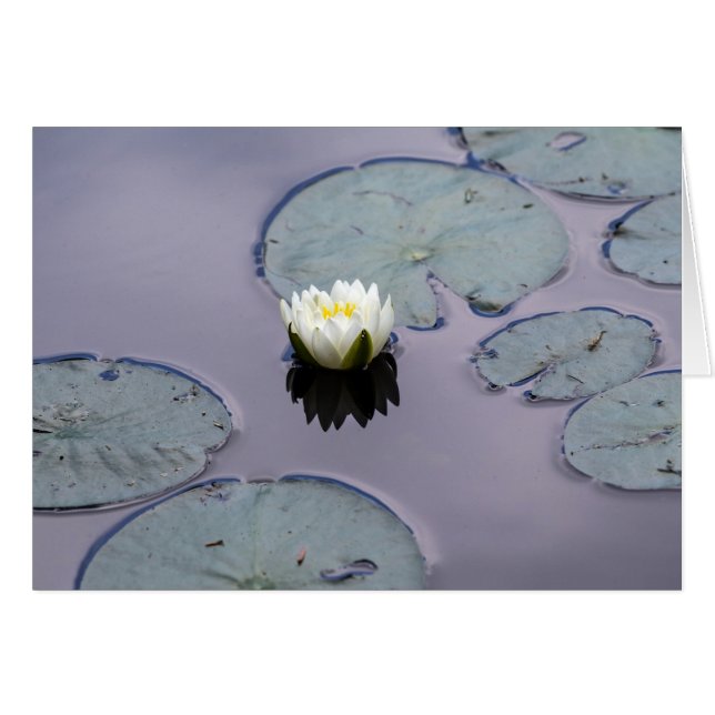 Moody Water Lily (Vorderseite (Horizontal))