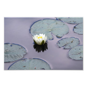 Moody Water Lily Fotodruck