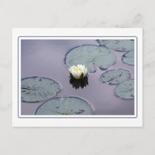 Moody Water Lily mit Grenze Postkarte