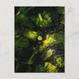 Moody Yellow Water Lily in sparkling light Postkarte