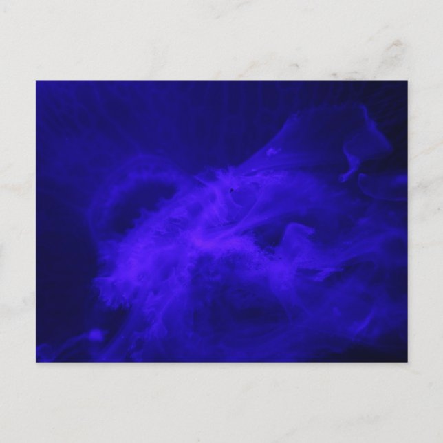 Moon Jellyfish # 12 Postkarte (Vorderseite)