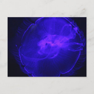 Moon Jellyfish # 26 Postkarte