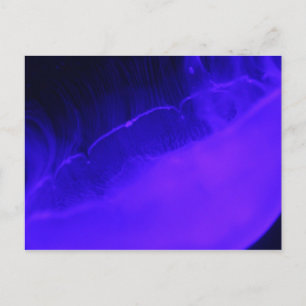 Moon Jellyfish # 28 Postkarte