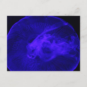 Moon Jellyfish # 32 Postkarte