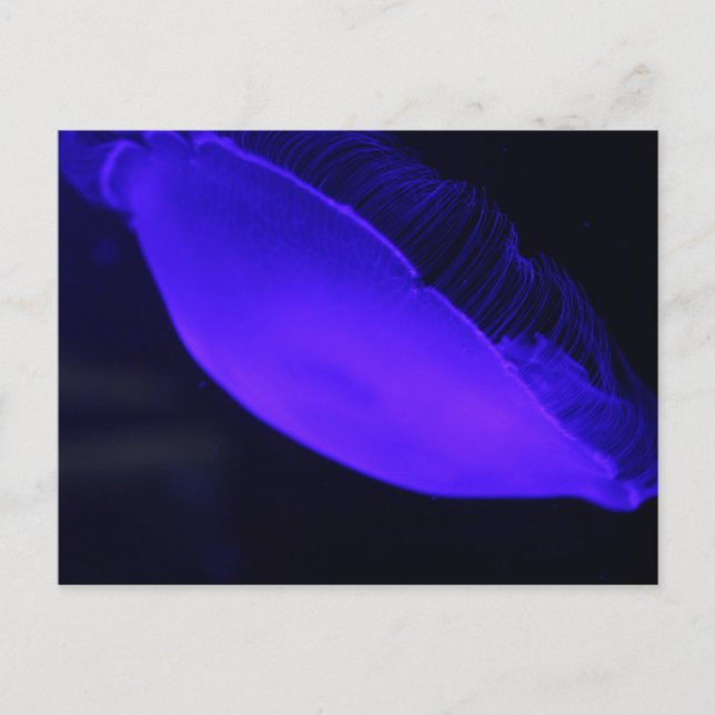 Moon Jellyfish # 5 Postkarte (Vorderseite)