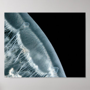 Moon Rise - Fine Art Print Poster