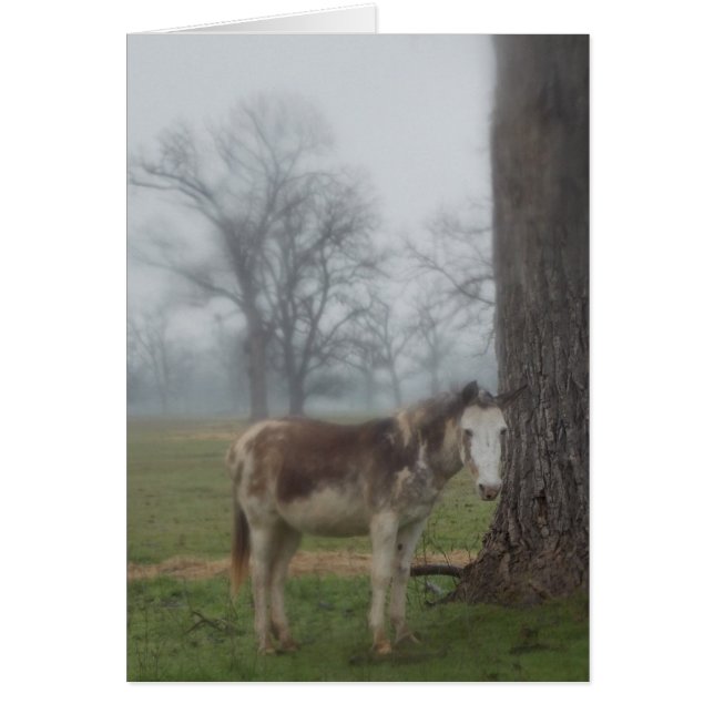 Moon River Ranch III (Vorne)