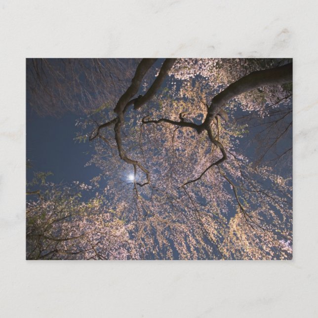 Moon über Kirschblüten Postkarte (Vorderseite)