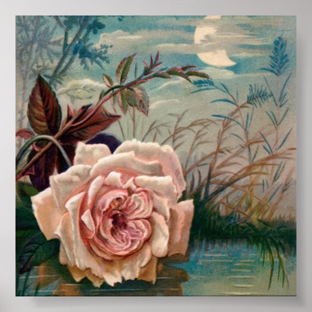 Moonlight Rose Serenade Poster (Vorne)