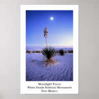Moonlight Yucca