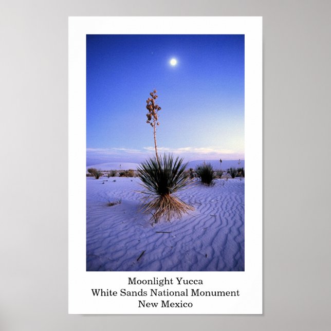 Moonlight Yucca Poster (Vorne)