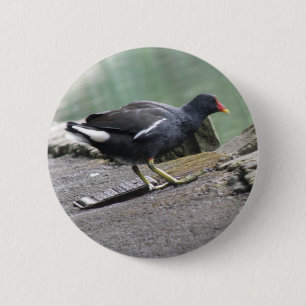 Moorhen Button