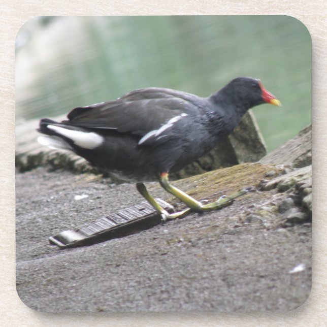 Moorhen Cork Untersetzer (Vorderseite)