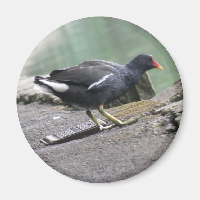 Moorhen Magnet (Vorne)