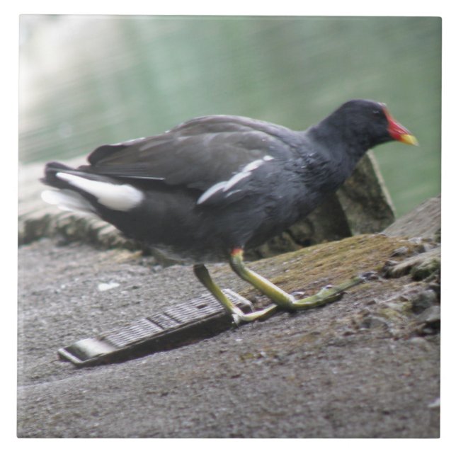Moorhen Tile Fliese (Vorderseite)