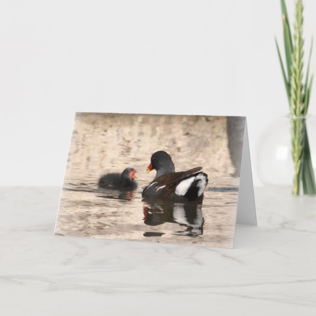 Moorhen und Chick Karte (Vorderseite)