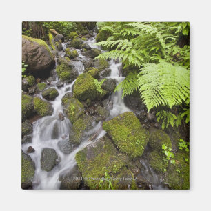 Moos bedeckte Felsen mit unscharfem Wasser und Magnet