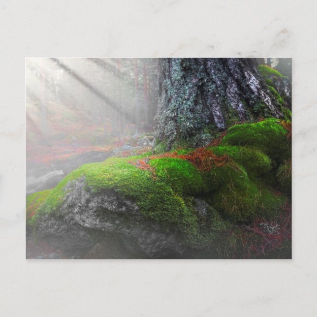 Moos im Wald Postkarte (Vorderseite)