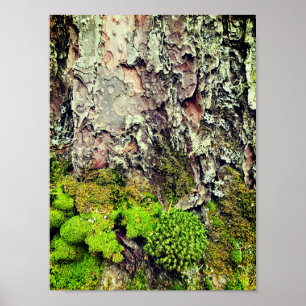 Moos- und Rinden-Naturfotografieposter Poster