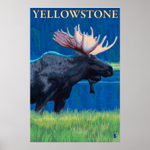 Moose at Night - Yellowstone Nationalpark Poster