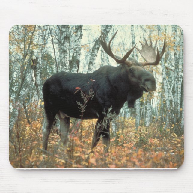 Moose Forest Trees Park Mousepad (Vorne)