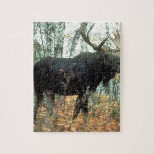 Moose Forest Trees Park Parco Civico-Ciani
