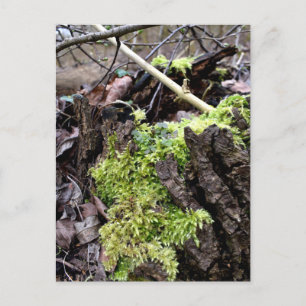 Moose, Frühlingsaufwachen Postkarte