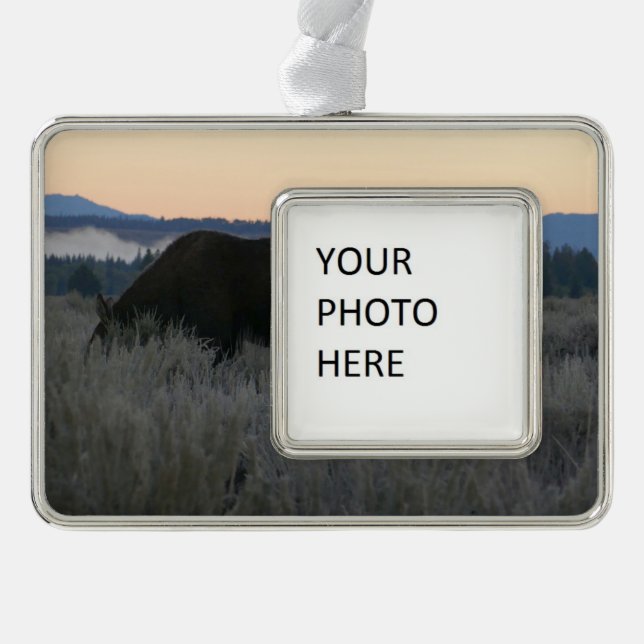 Moose Grazing at Sunrise at Grand Teton Rahmen-Ornament Silber (Vorderseite)