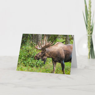 Moose   Kenai Peninsula, Alaska Karte
