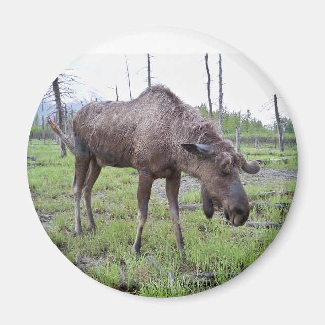 Moose Magnet (Vorne)