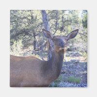 Moose Magnet