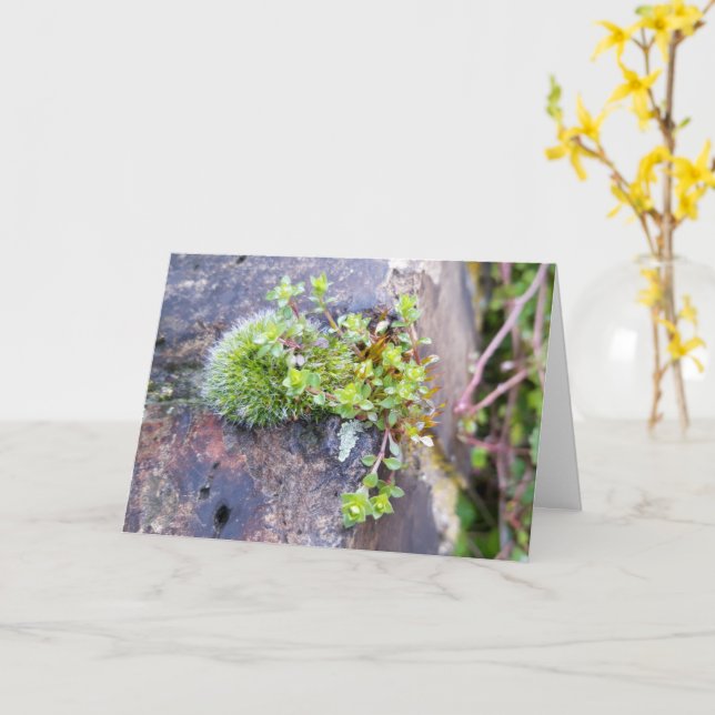 Moose mit winzigen Blume , Frühlingsaufwachen Karte (Gelbe Blume)