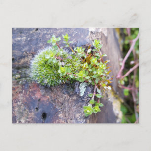 Moose mit winzigen Blume , Frühlingsaufwachen Postkarte