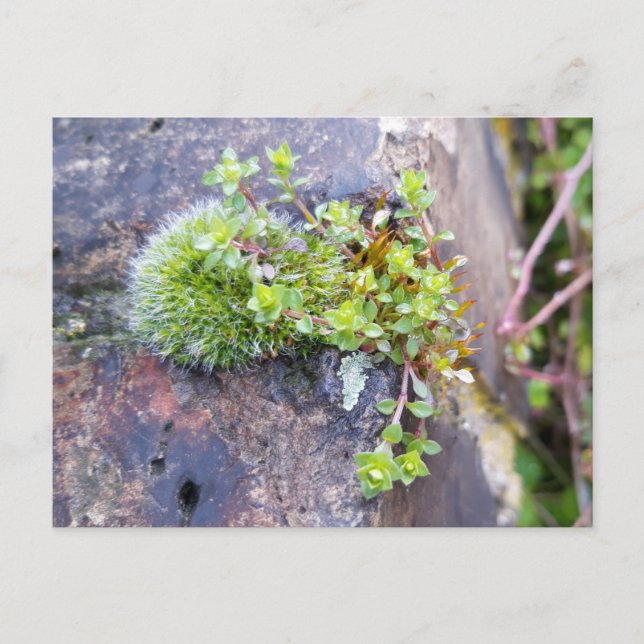 Moose mit winzigen Blume , Frühlingsaufwachen Postkarte (Vorderseite)
