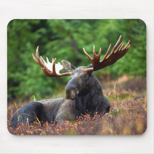 Moose Mousepad (Vorne)