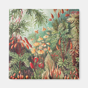 Moose, Muscinae Laubmoose von Ernst Haeckel Magnet