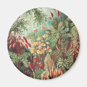 Moose, Muscinae Laubmoose von Ernst Haeckel Magnet