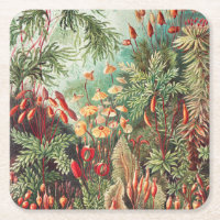 Moose, Muscinae Laubmoose von Ernst Haeckel