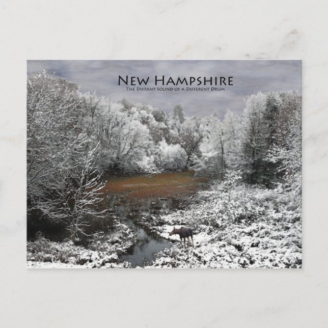 Moose on Snowy Oxbow: New Hampshire Postcard Postkarte (Vorderseite)