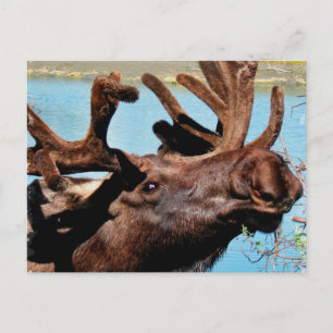 Moose Postkarte