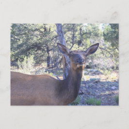 Moose Postkarten