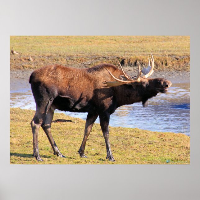 Moose say "Cheese" Poster (Vorne)