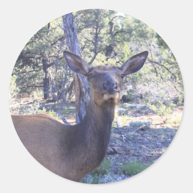 Moose Stickers (Vorderseite)