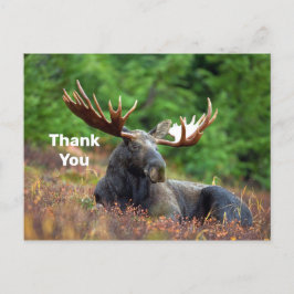 Moose Vielen Dank Postcard Postkarte