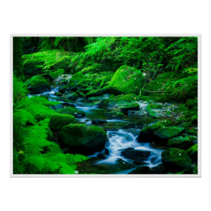 Moosiger Waldstrom im Killarney-Nationalpark Poster